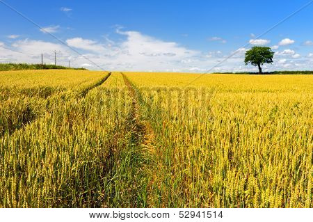 Wheat fields with spur and tree at the horizon