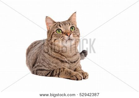 Bright Green Eyed Tabby Cat On White Background