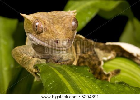 Nova Caledónia Gecko