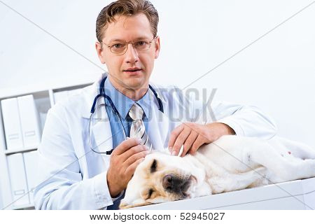 vet checks the health of a dog