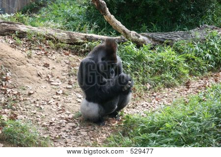 Prata gorila de volta no Zoológico de DC