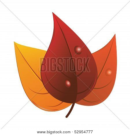 autumn leaves