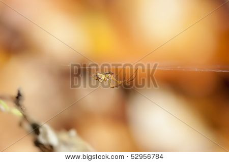 Autumn Spider - Metellina - web