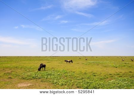 Betande Gnu i ändlösa slätterna i Serengeti