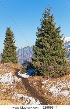 Spruces in Kazakhstan mountains