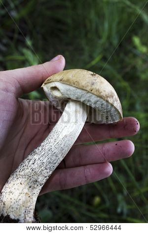 Mushroom in hand