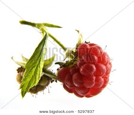 Raspberry