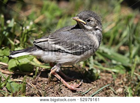 nestling birds Wagtail.