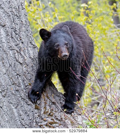 American Black Bear Cub