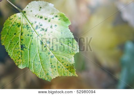 Autumn