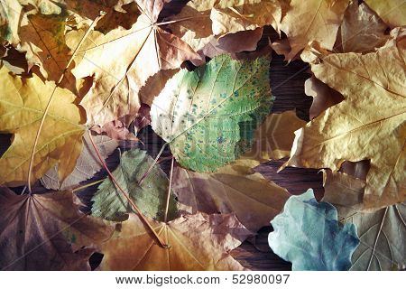 Autumn