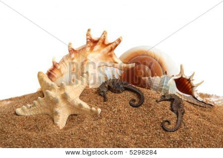Conchiglie