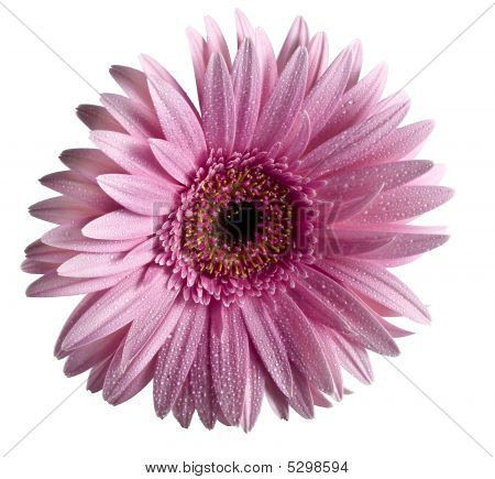 Lilac Flower