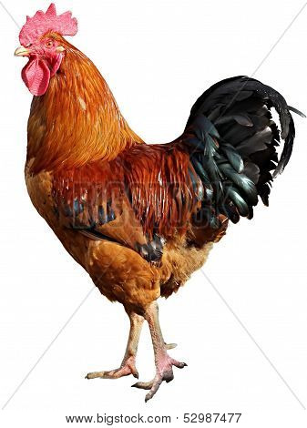 Colorful Rooster Isolated On White