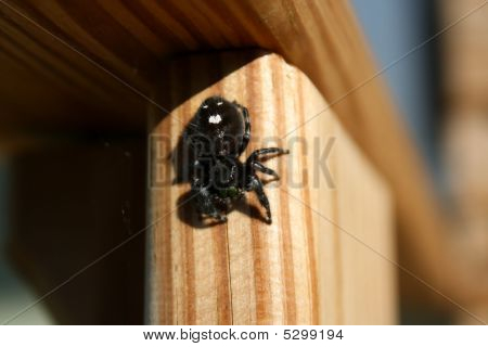 Sort hoppe Spider