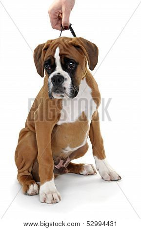 red dog breed boxer on a white background.