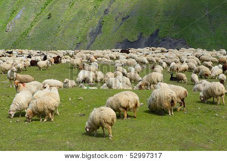 Sheeps.