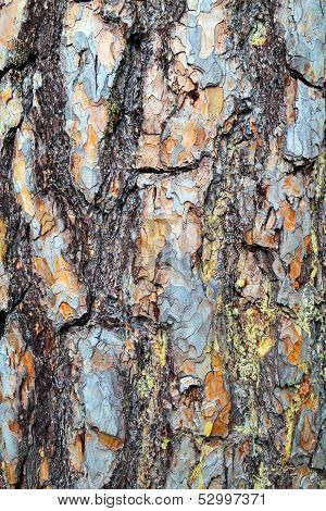 Pine Bark Closeup. Background Natural Vertical