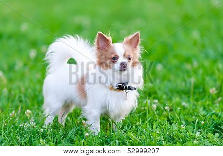 Isabella (blue-fawn) and white chihuahua dog portrait
