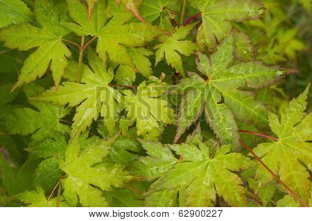 Green Leaves