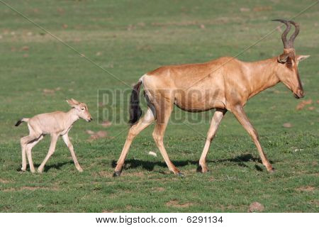 Mamá y bebé Hartebeest rojo antílope