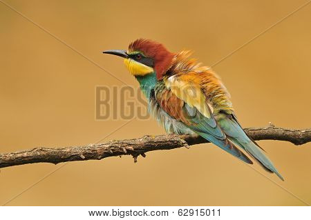 Bee eater