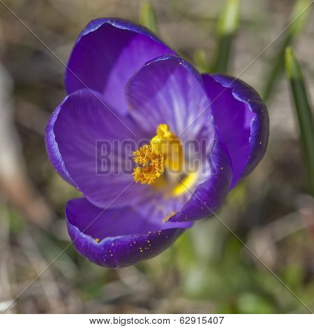 Detail Of Purple Crocus Flower