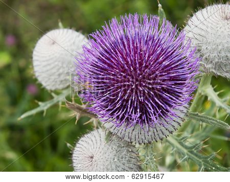 Close Up Of A Thistle