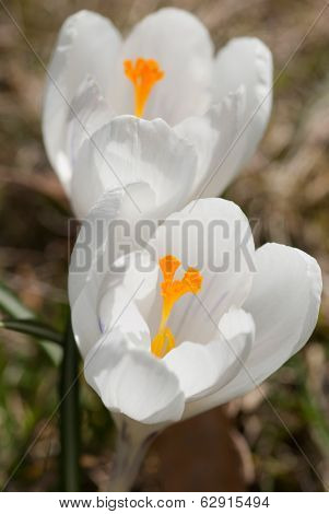 Spring White Crocus (crocus Heuffelianus)