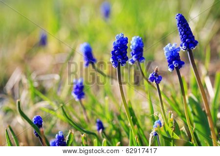 Beautiful spring flowers