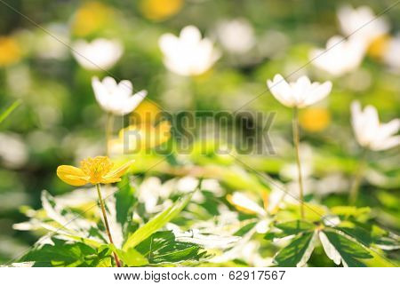 Beautiful spring flowers