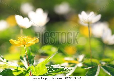 Beautiful spring flowers