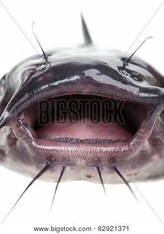 Mouth Catfish