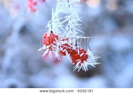 Mountain Ash On A Branch Covered With Hoarfrost