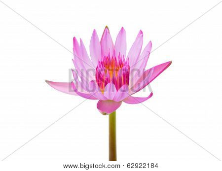 Single Pink lotus flower