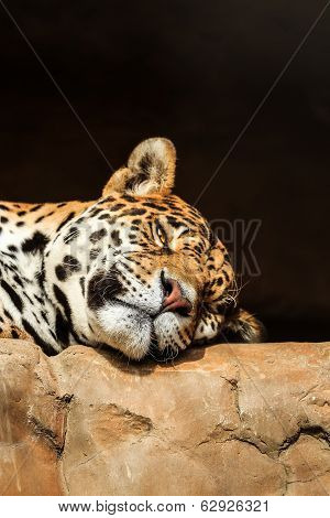 Closeup portrait of jaguar or Panthera onca