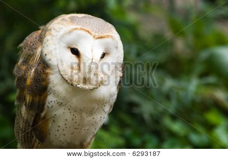 Barn Owl zitten en kijken - horizontale