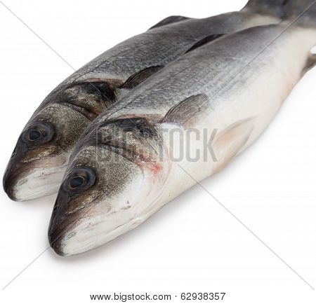 Sea Bass