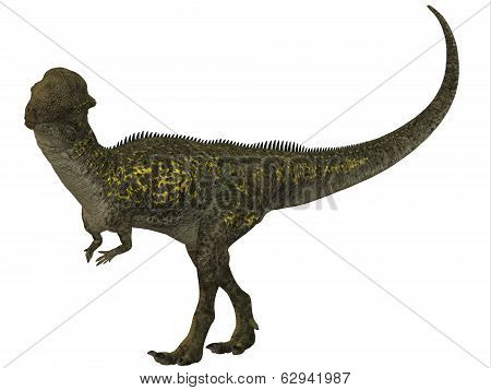 Stegoceras Profile