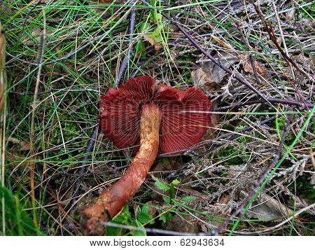 Mushroom Cortinarius Sanguineus