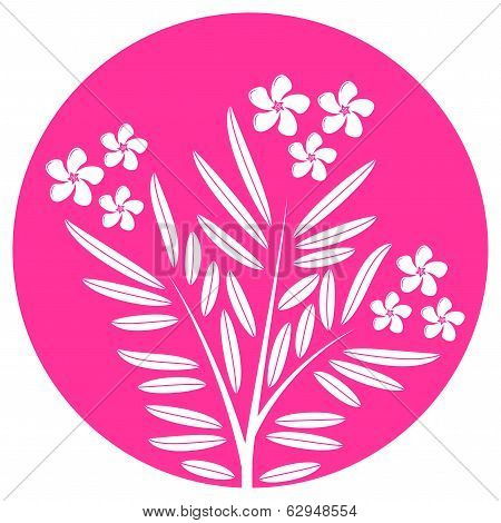 Oleander