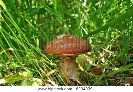 Mushroom Suillus Luteus