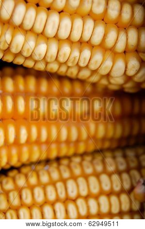 Corn Macro
