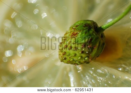 Green Strawberry