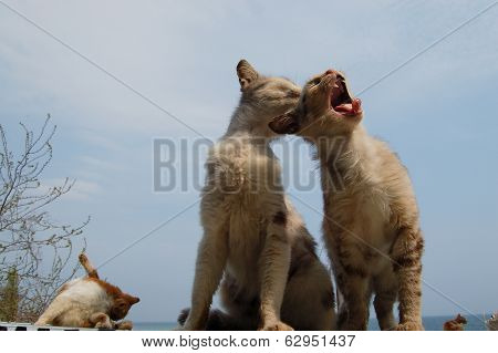 Love And Tenderness Of Cats