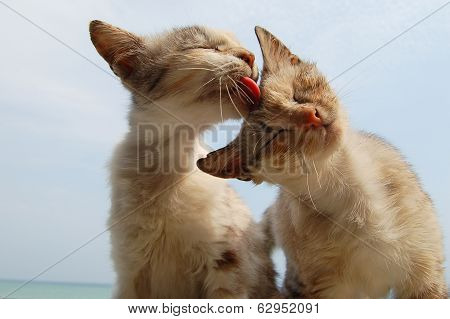 Love And Tenderness Of Cats