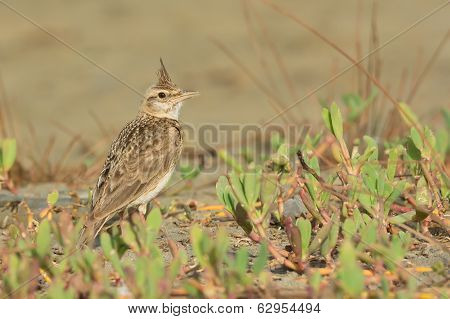 Crested Lark On The Beach With Its Crest Raised