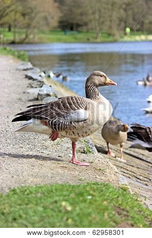 Greylag Geese