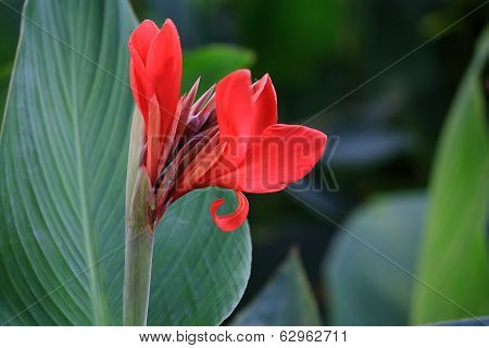 Indian shot, Canna