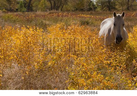 Beautiful White Horse Againts A Yellow Background